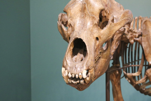 skelleton of an ice age mammal