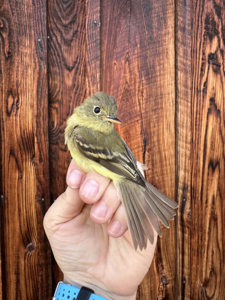 western flycatcher