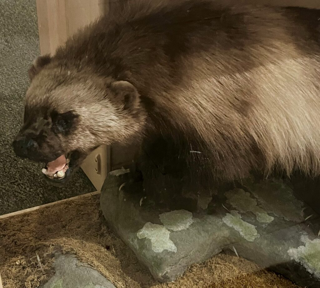wolverine taxidermy mount
