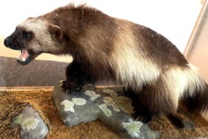 Wolverine:  Status Check For a Tournament Champion
