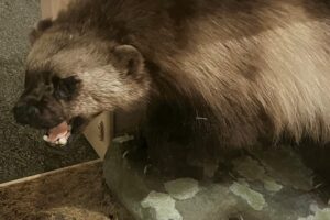 March Mammal Madness 2023: Learn and Win