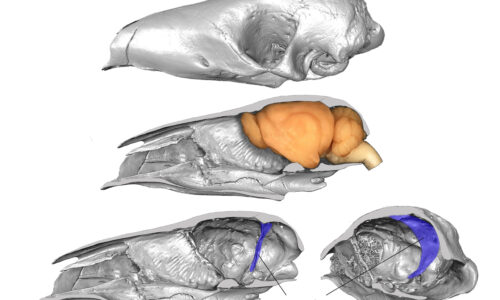 World Pangolin Day 2023 – The Mysterious Brain Bone