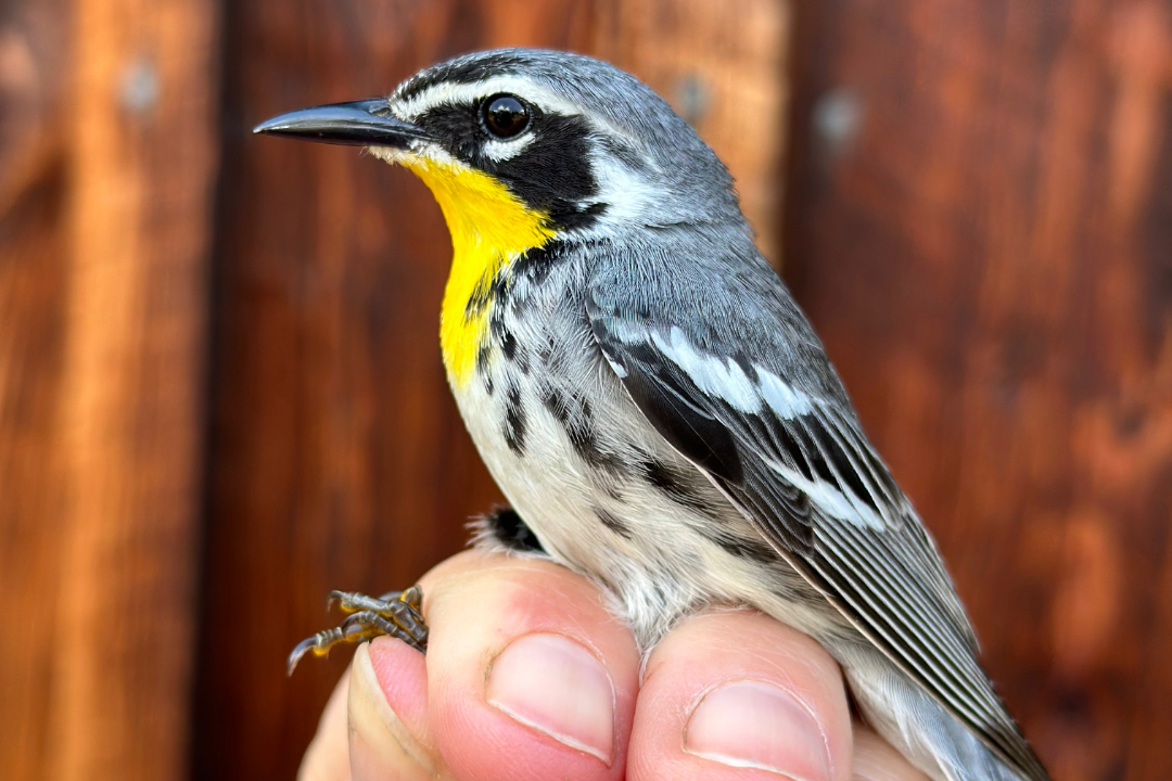 bird