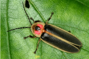 Fourth of July and the Firefly