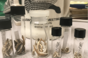 Do Snakes Believe in the Tooth Fairy?