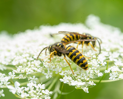 Bees sitting Queen Anne's Lace flowers