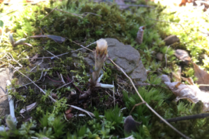 Spring is in the Air, Botanists are in the Field