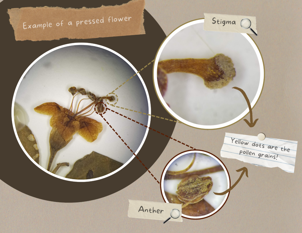 images of a pressed flower with close-ups of the stigma, anther, and pollen grains