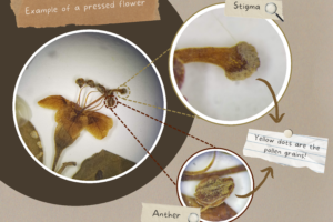 Pressed Flowers Come Alive by Telling Their Pollination Story