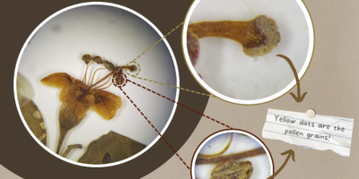 images of a pressed flower with close-ups of the stigma, anther, and pollen grains