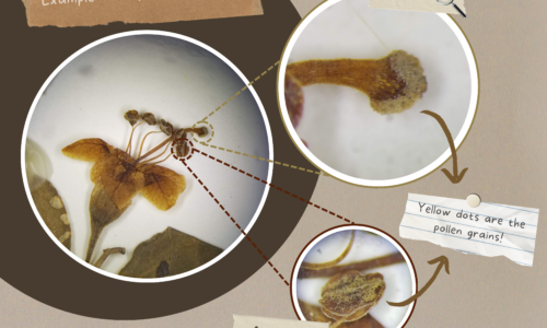 Pressed Flowers Come Alive by Telling Their Pollination Story