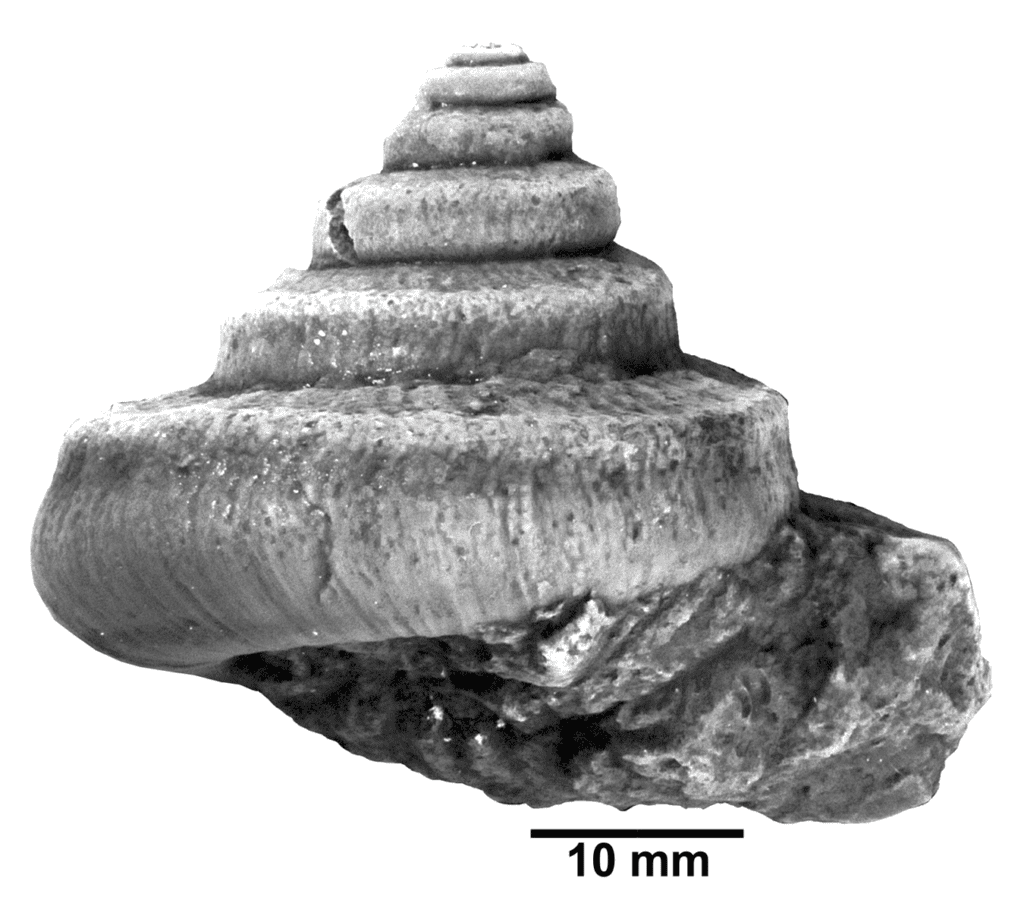 Eumphalus springvalensis