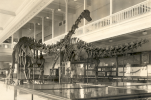 The Two-Headed Dinosaur