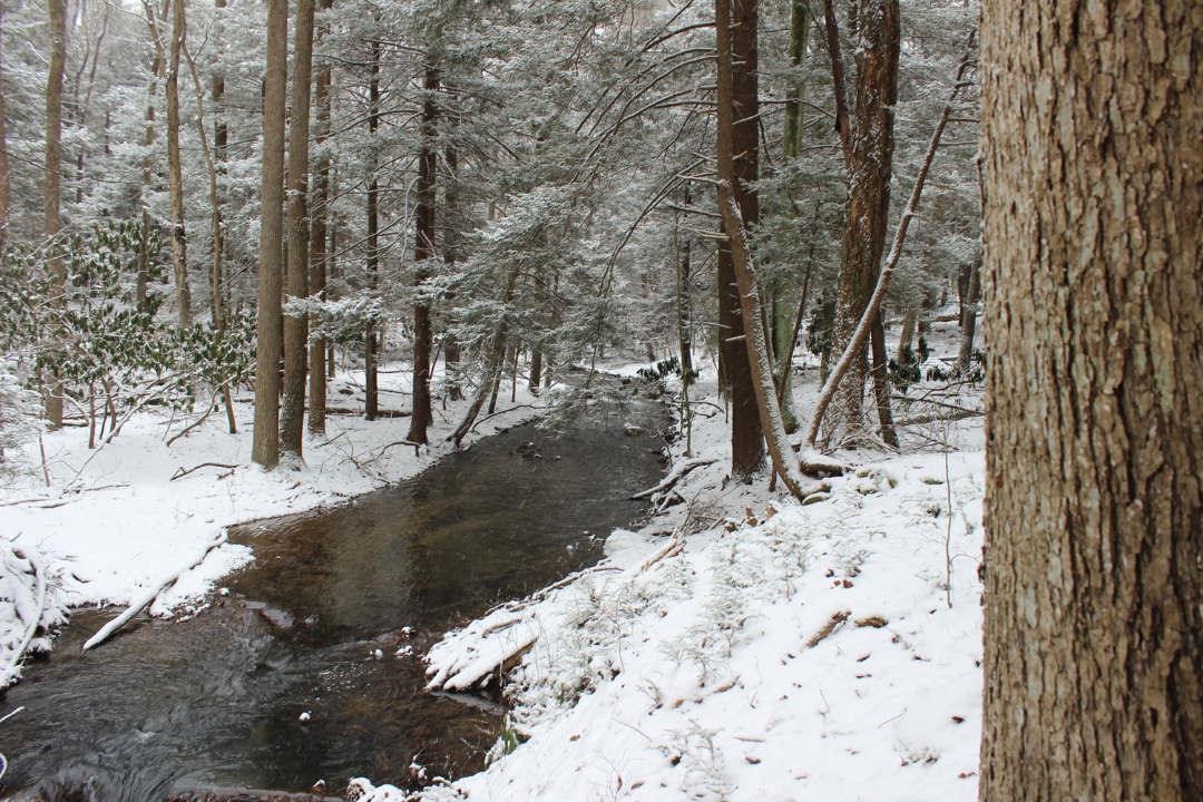 winter landscape of a creek at powdermill nature reserve
