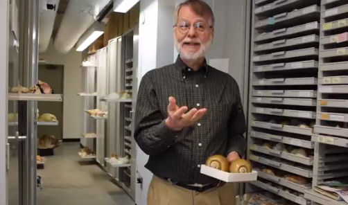 Behind the scenes tour of the section of mollusks