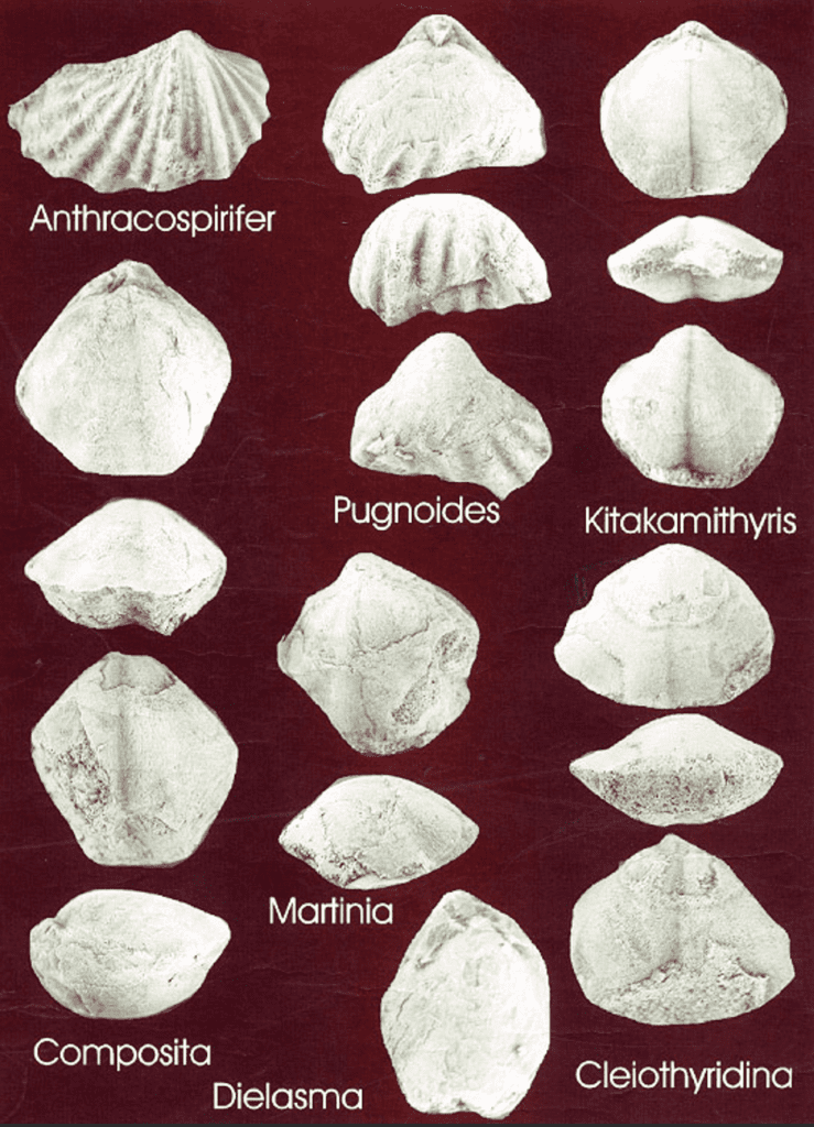 Dominant megafauna fossils