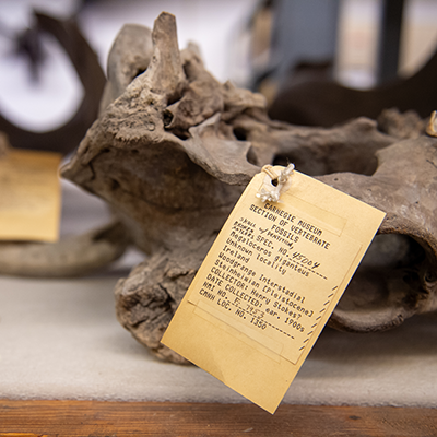 A megaloceros giganteus skull and scientific tag