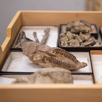 A selection of bones in a specimen drawer