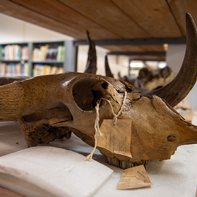 A tagged skull from the section of mammals
