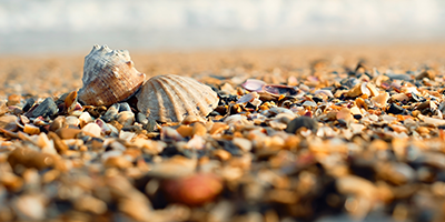 seashells on a beach. 
Photo by Ed Chechine, courtesy of iStock