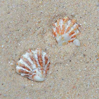 Two shells that look like kitten paws in the sand