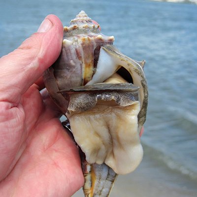 A person holds a whelk shell to show the inside of it
Photo by Matt Tillett, courtesy of Flickr