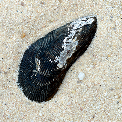 A black shell that looks like a bird's wing in the sand