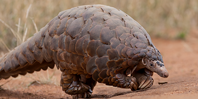 A pangolin
Photo by David Brossard, courtesy of Flickr 