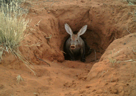 aardvark