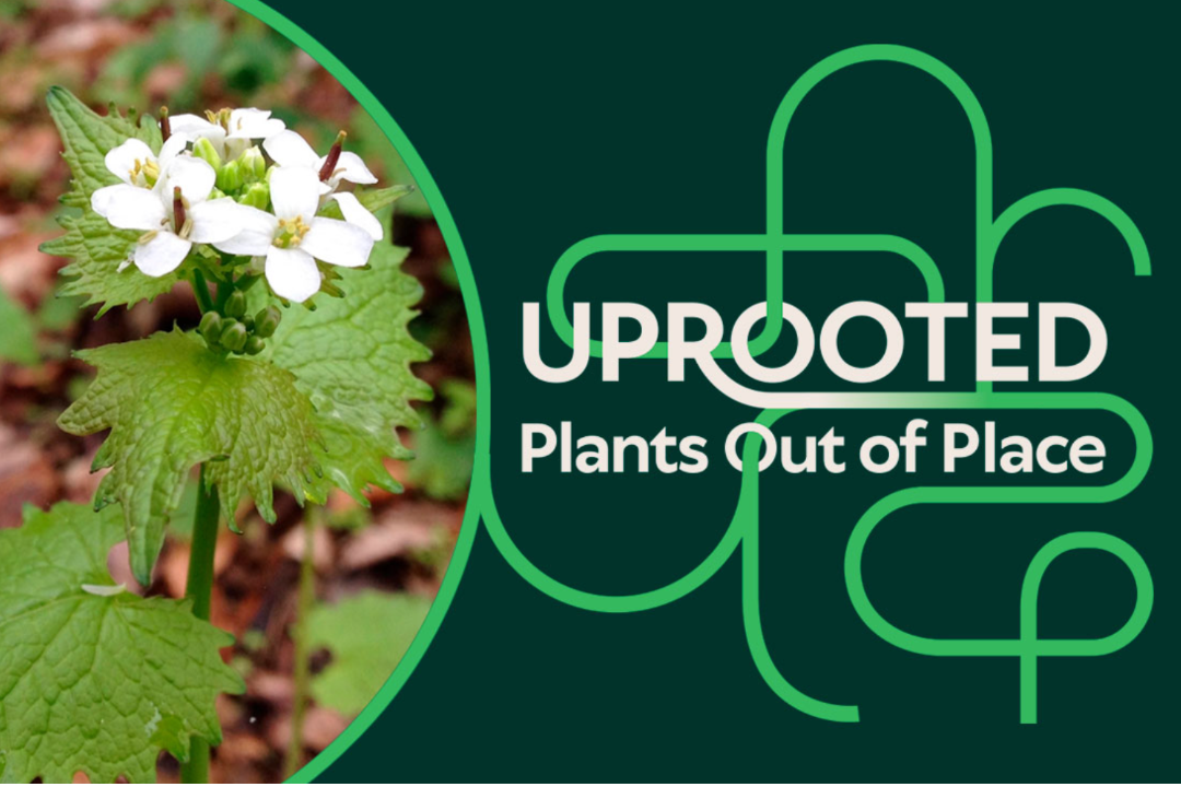 uprooted plants out of place teen night logo