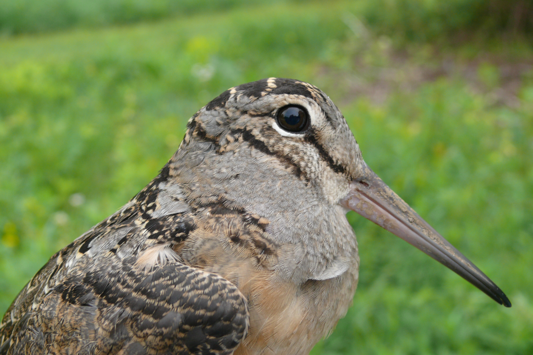 woodcock walk 2025 event of a bird