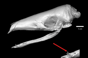 World Pangolin Day 2024 – The Mysterious Mammalian “Wishbone”