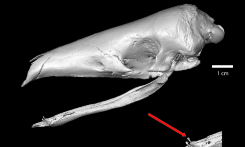 World Pangolin Day 2024 – The Mysterious Mammalian “Wishbone”